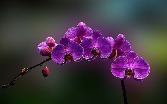 佛山南海观音菩萨介绍